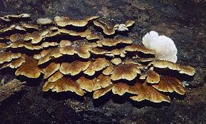 Attēlu rezultāti vaicājumam “Lentinellus ursinus”