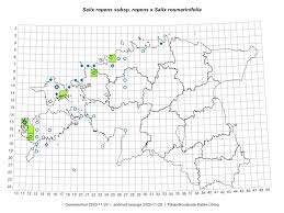 Attēlu rezultāti vaicājumam “Salix repens subsp. rosmarinifolia”
