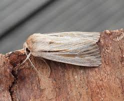 Attēlu rezultāti vaicājumam “Leucania comma”