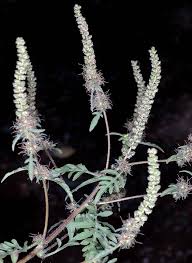 Attēlu rezultāti vaicājumam “Ambrosia artemisiifolia”