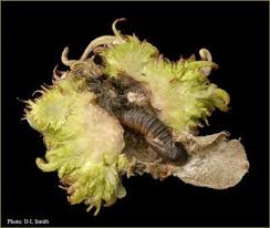 Attēlu rezultāti vaicājumam “Cystiphora sanguinea larva”