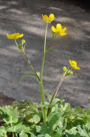 Attēlu rezultāti vaicājumam “Ranunculus lanuginosus flower”