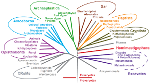 Attēlu rezultāti vaicājumam “Badhamia dubia sessile”