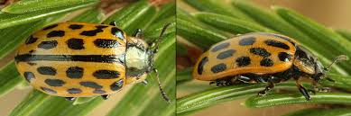 Attēlu rezultāti vaicājumam “Chrysomela vigintipunctata”