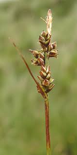 Attēlu rezultāti vaicājumam “Carex pilulifera”