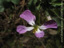 Attēlu rezultāti vaicājumam “Raphanus raphanistrum flower”