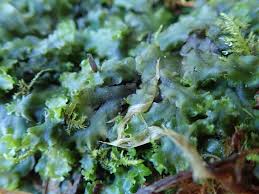 Attēlu rezultāti vaicājumam “Pellia neesiana”