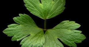 Attēlu rezultāti vaicājumam “Ranunculus repens leaf”