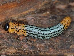 Attēlu rezultāti vaicājumam “Nematus salicis”