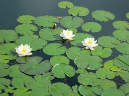 Attēlu rezultāti vaicājumam “Nymphaea alba flower”