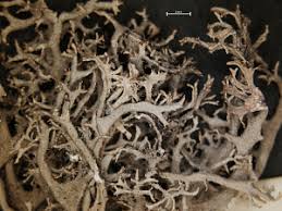 Attēlu rezultāti vaicājumam “Pseudevernia furfuracea”