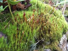 Attēlu rezultāti vaicājumam “Dicranum scoparium sporophyte”