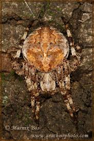 Attēlu rezultāti vaicājumam “Araneus angulatus”