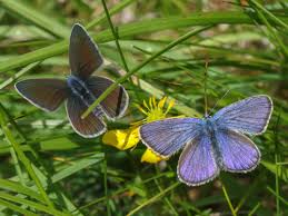 Attēlu rezultāti vaicājumam “Cyaniris semiargus underside”