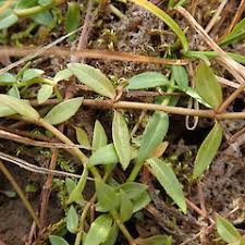 Attēlu rezultāti vaicājumam “Veronica scutellata bud”