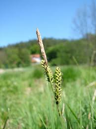 Attēlu rezultāti vaicājumam “Carex cespitosa”