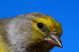 Image result for Carduelis citrinella