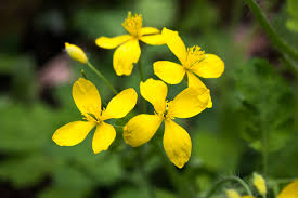 Attēlu rezultāti vaicājumam “Chelidonium majus flower”