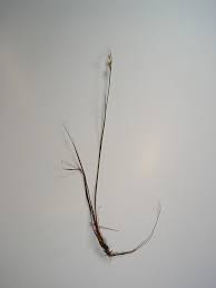 Attēlu rezultāti vaicājumam “Juncus stygius”