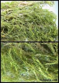 Attēlu rezultāti vaicājumam “Hymenostylium recurvirostrum”