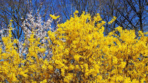 Attēlu rezultāti vaicājumam “Forsythia”