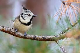 Attēlu rezultāti vaicājumam “Lophophanes cristatus adult”