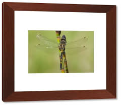 Attēlu rezultāti vaicājumam “Leucorrhinia rubicunda male”