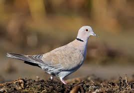 Attēlu rezultāti vaicājumam “Streptopelia decaocto”