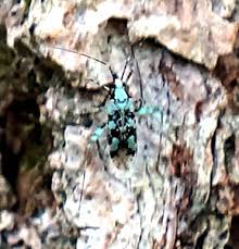 Attēlu rezultāti vaicājumam “Phytocoris tiliae imago”