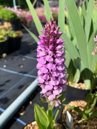 Attēlu rezultāti vaicājumam “Dactylorhiza maculata bud”