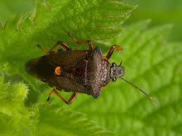 Attēlu rezultāti vaicājumam “Pinthaeus sanguinipes imago”