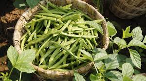 Image result for Buschbohnen