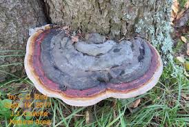 Attēlu rezultāti vaicājumam “Phellinus pini”