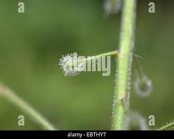 Attēlu rezultāti vaicājumam “Circaea lutetiana fruit”