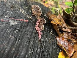 Attēlu rezultāti vaicājumam “Ascocoryne sarcoides”