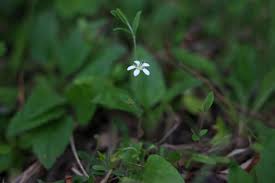 Attēlu rezultāti vaicājumam “Moehringia lateriflora flower”