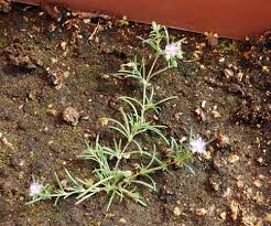 Attēlu rezultāti vaicājumam “Spergularia rubra”