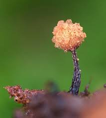 Attēlu rezultāti vaicājumam “Trichia botrytis var. cerifera”