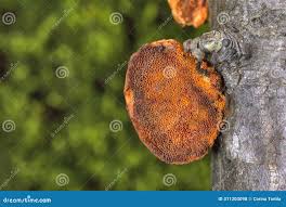 Attēlu rezultāti vaicājumam “Pycnoporus cinnabarinus”