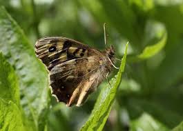Attēlu rezultāti vaicājumam “Pararge aegeria underside”