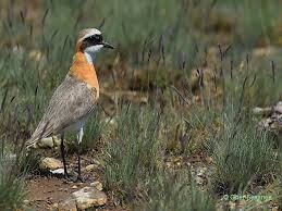 Image result for Charadrius mongolus