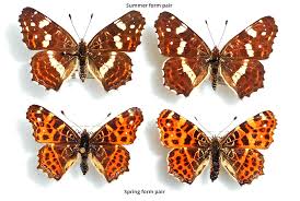 Attēlu rezultāti vaicājumam “Araschnia levana”