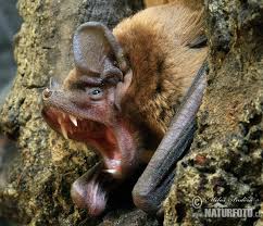 Attēlu rezultāti vaicājumam “Nyctalus noctula”