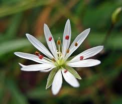 Attēlu rezultāti vaicājumam “Stellaria graminea flower”