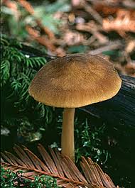 Attēlu rezultāti vaicājumam “Pluteus leoninus”