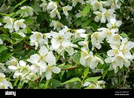 Attēlu rezultāti vaicājumam “Philadelphus lemoinei flower”