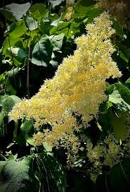 Attēlu rezultāti vaicājumam “Syringa reticulata subsp. amurensis flower”