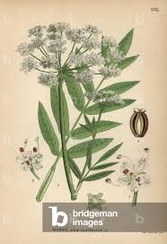 Attēlu rezultāti vaicājumam “Sium latifolium flower”