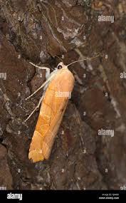 Attēlu rezultāti vaicājumam “Noctua fimbriata imago”