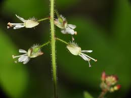 Attēlu rezultāti vaicājumam “Circaea lutetiana flower”